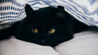 Black cat hiding blanket white - under a blanket free wallpaper