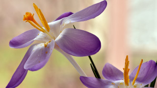Purple flower white center yellow - a purple flower free wallpaper