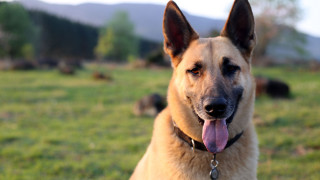 Dog long tongue field shibas - a long tongue free wallpaper