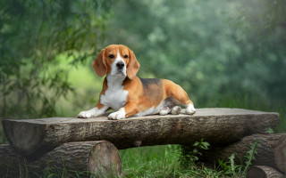 Dog forest log grass nature - daphne mcclure free wallpaper