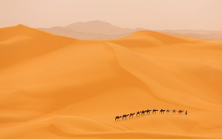 Horses desert mountains skyline sunset - the background and a sky line in the foreground free wallpaper