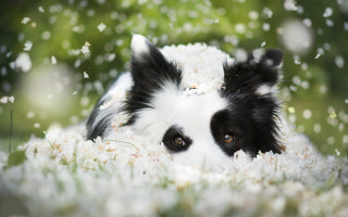 Dog grass flowers wideeyes blurry - wide free wallpaper