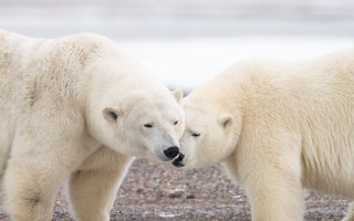 Polar bears beach nose bite - polar free wallpaper