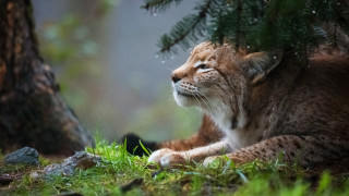 Small cat laying grass tree - a pine tree free wallpaper