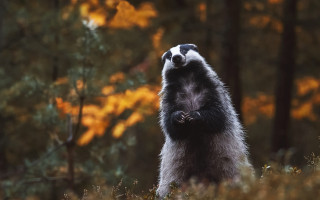 Raccoon crossed arms sky rayonism - its arm free wallpaper