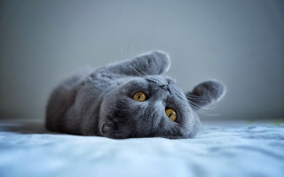 Cat paw up wide eyes - grey background free wallpaper