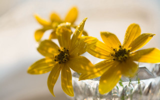 Vase flowers water droplets macro - water droplet free wallpaper