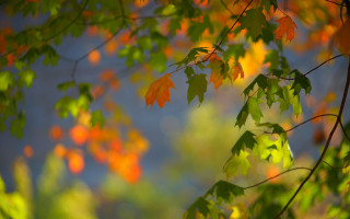Autumn leaves blurry tree sunset - hudson river school free wallpaper
