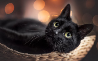 Black cat basket bokeh moon - a basket free wallpaper