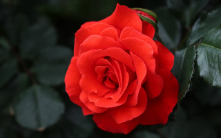 Red rose green leaves bokeh 4 - single free wallpaper