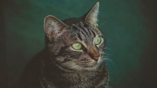 Cat green eyes serious felix - its face and chest free wallpaper