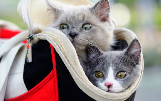 Cats backpack grey white owl - the other free wallpaper