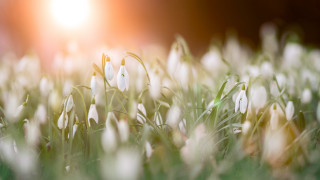 White flower field sunset bokeh - soft free wallpaper