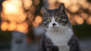 Cat white gray yellow eyes - neoism free wallpaper