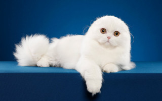 White cat blue background rococo - a white cat free wallpaper