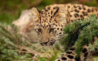 Leopard walking grass trees blurry - the grass and trees free wallpaper