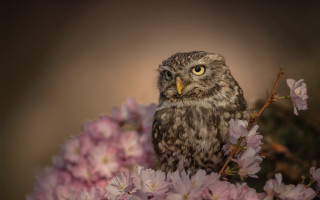 Small owl flower branch blurry - top of a tree free wallpaper
