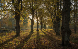 Trees traintrack woods sunset fence - a group of trees free wallpaper