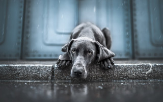 Dog rainy day head on - its head on free wallpaper