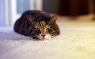 Sad cat beach blurry depth - dennis ashbaugh free wallpaper for desktop