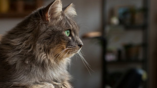 Regal cat green eyes sitting - regal free wallpaper