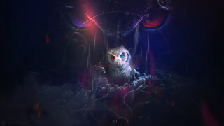Owl blue eyes red glowing - a red eye free wallpaper