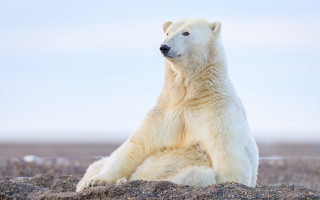 Polar bear rocky hill outdoor - a rocky hill free wallpaper