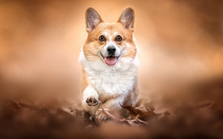 Dog leaves fall shiba inu - a blurry background of leaves free wallpaper