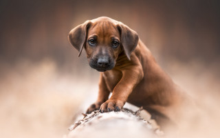 Brown puppy sitting rock sad - a rock free wallpaper
