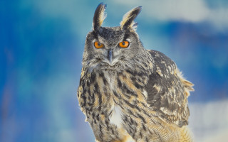 Owl orange eyes snow background - orange free wallpaper