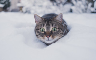 Black cat snowy outdoor illusion - a house in the background free wallpaper