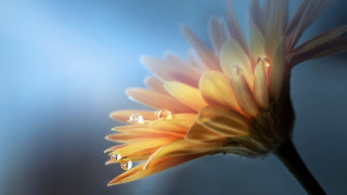 Yellow flower water drops blue - drop of water free wallpaper