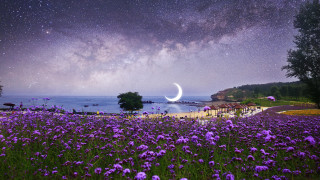 Purple flowers moon aurora fireworks - choi buk free wallpaper for desktop