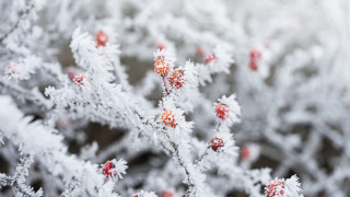 Frosted plant berries winter ecological - frost free wallpaper