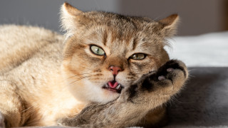 Cat paw up open mouth - the bed free wallpaper