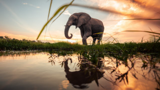 Elephant grass water sunset reflection - a reflection of the sky free wallpaper