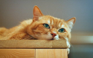 Cat orange green eye still - a green eye free wallpaper