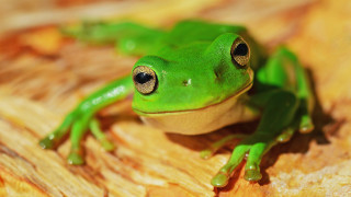 Green frog macro woodgrain bokeh - a wooden surface free wallpaper