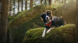 Dog red bandana mossy hill - mossy free wallpaper