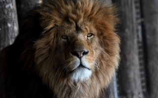 Lion sad looking camera fence - a fence free wallpaper