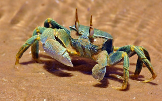 Blue crab yellow legs sand - the sand free wallpaper