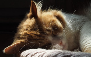 Sleeping cat blanket warm light - warm free wallpaper