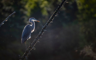 Bird perched branch sunlight woods - an impressionist painting free wallpaper
