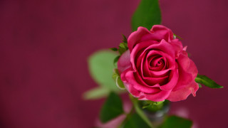 Pink rose green leaves bokeh 6 - a pink wall behind free wallpaper