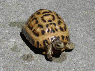 Small turtle looking up camera - the camera mans eye free wallpaper