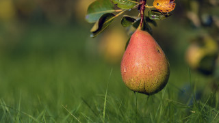 Pear butterfly tree grass nature - back free wallpaper