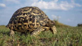 Turtle walking grass sunny day - a turtle free wallpaper