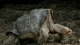 Large turtle dirt field forest - top of a dirt field next free wallpaper