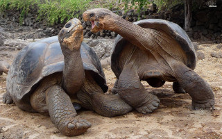 Two large turtles dirt field - top of a dirt field next free wallpaper