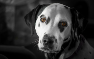 Dog blackwhite spot collar vanitas - its neck free wallpaper